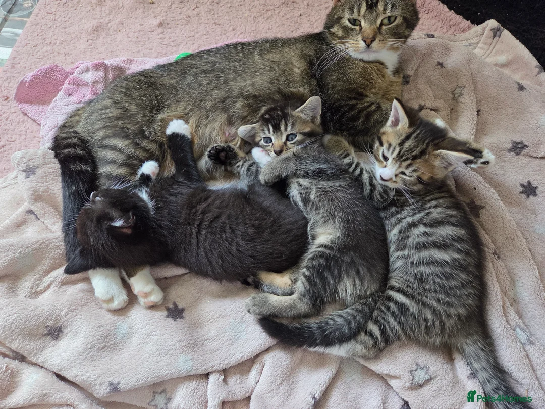 Mixed Breed cats for sale: Beautiful kittens looking for their forever homes  - Advert 1