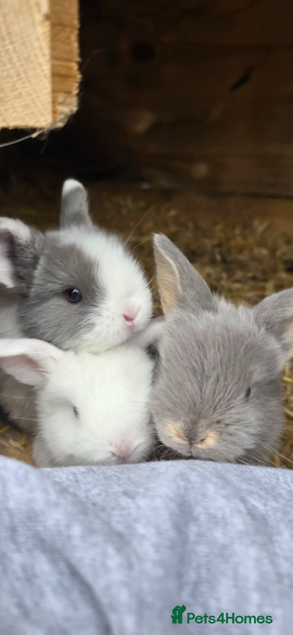 Mini Lop rabbits Baby mini lops / lion lops - Advert 3