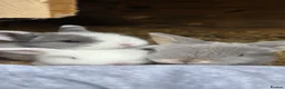 Mini Lop rabbits for sale: Baby mini lops / lion lops in Nottingham - Advert 1