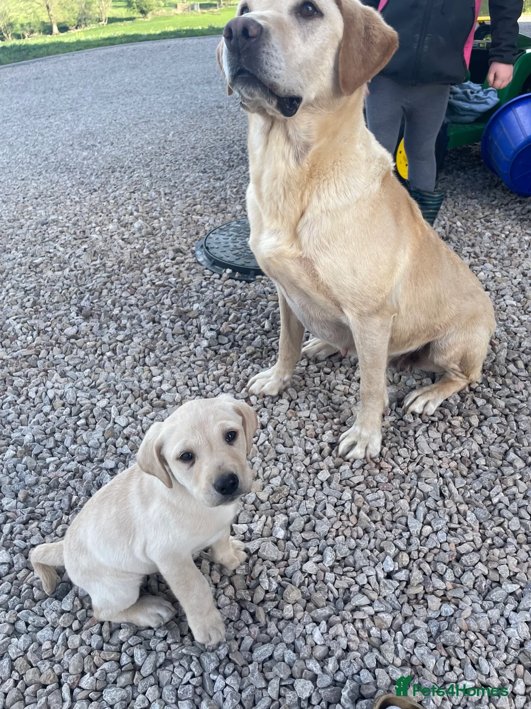 Labrador Retriever dogs for sale: Beautiful golden boy  in Welshpool - Advert 2