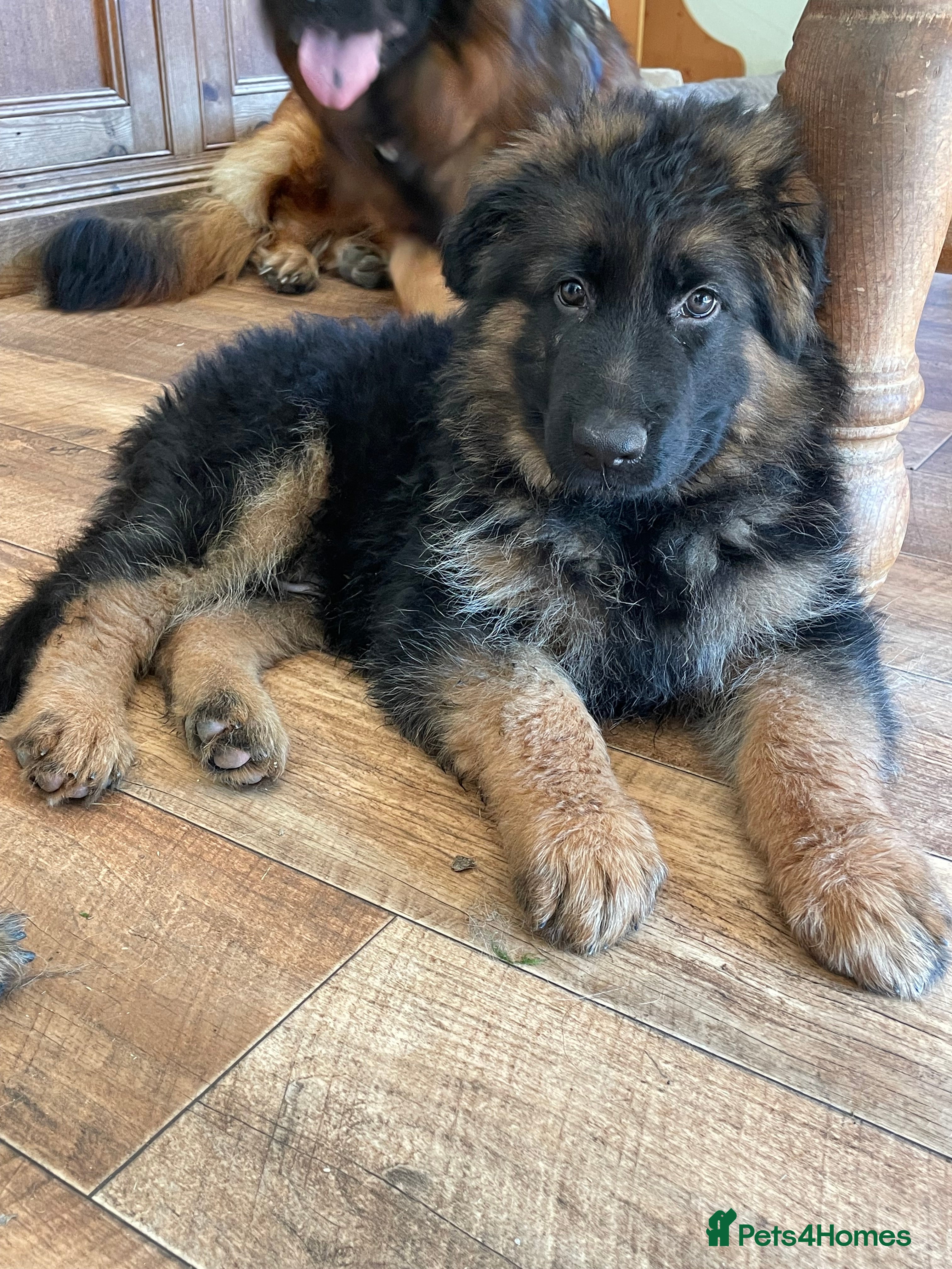 German Shepherd dogs Gorgeous female long coat German Shepherd pup - Advert 2