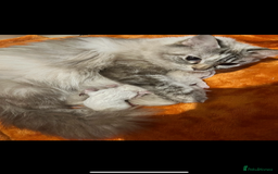 Ragdoll cats for sale: Ragdoll chocolate Lynx and bi colour Lynx  - Image 1