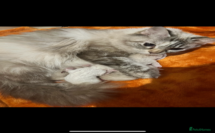 Ragdoll cats - Advert 5