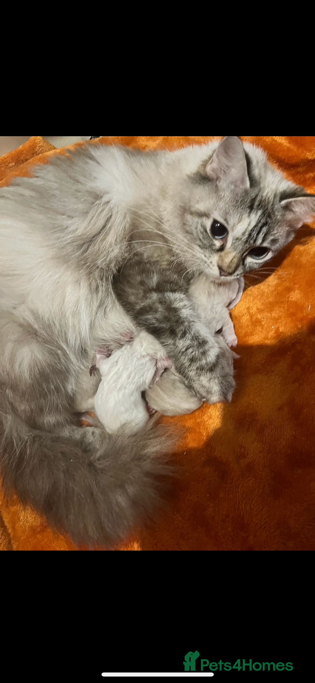 Ragdoll cats for sale: Ragdoll chocolate Lynx and bi colour Lynx  - Image 1