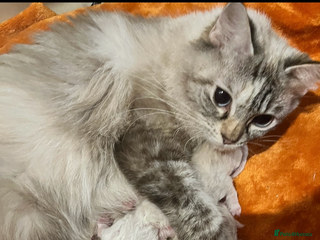 Ragdoll cats - Advert 35