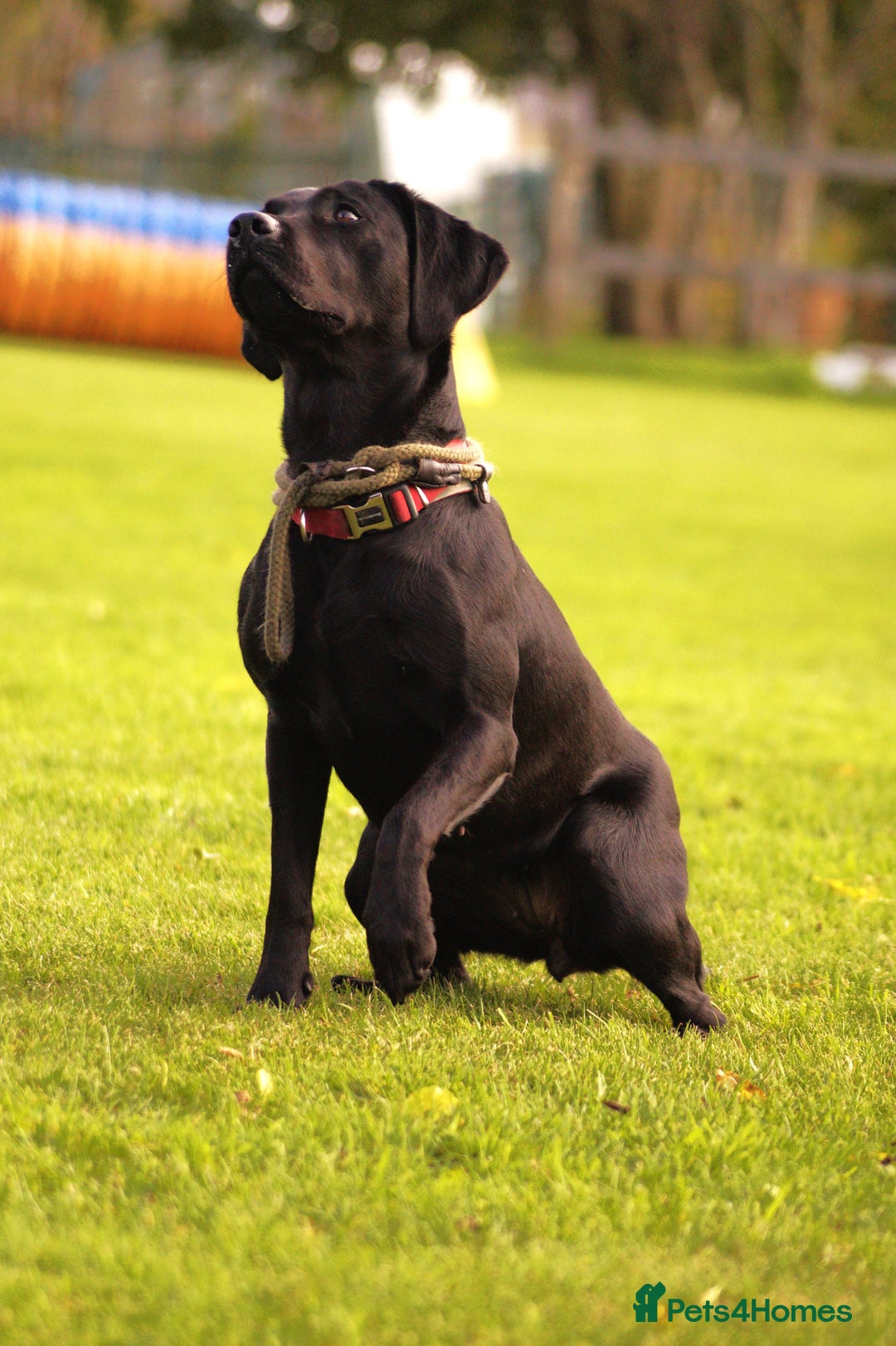 Labrador Retriever dogs for sale: Cotswold Born  Labrador Retriever Puppies. - Advert 4