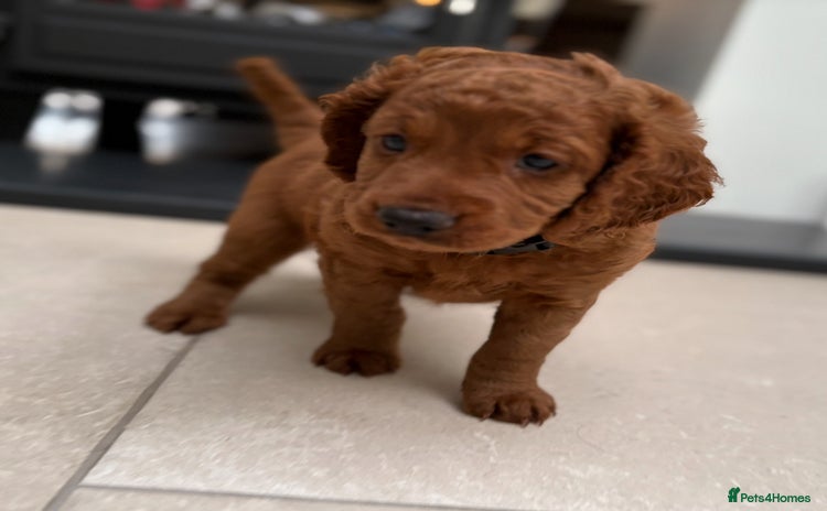 Cockapoo dogs - Advert 7