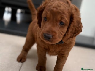 Cockapoo dogs *DEPOSITS NOW RECEIVED* Red cockapoo male puppy - Advert 15