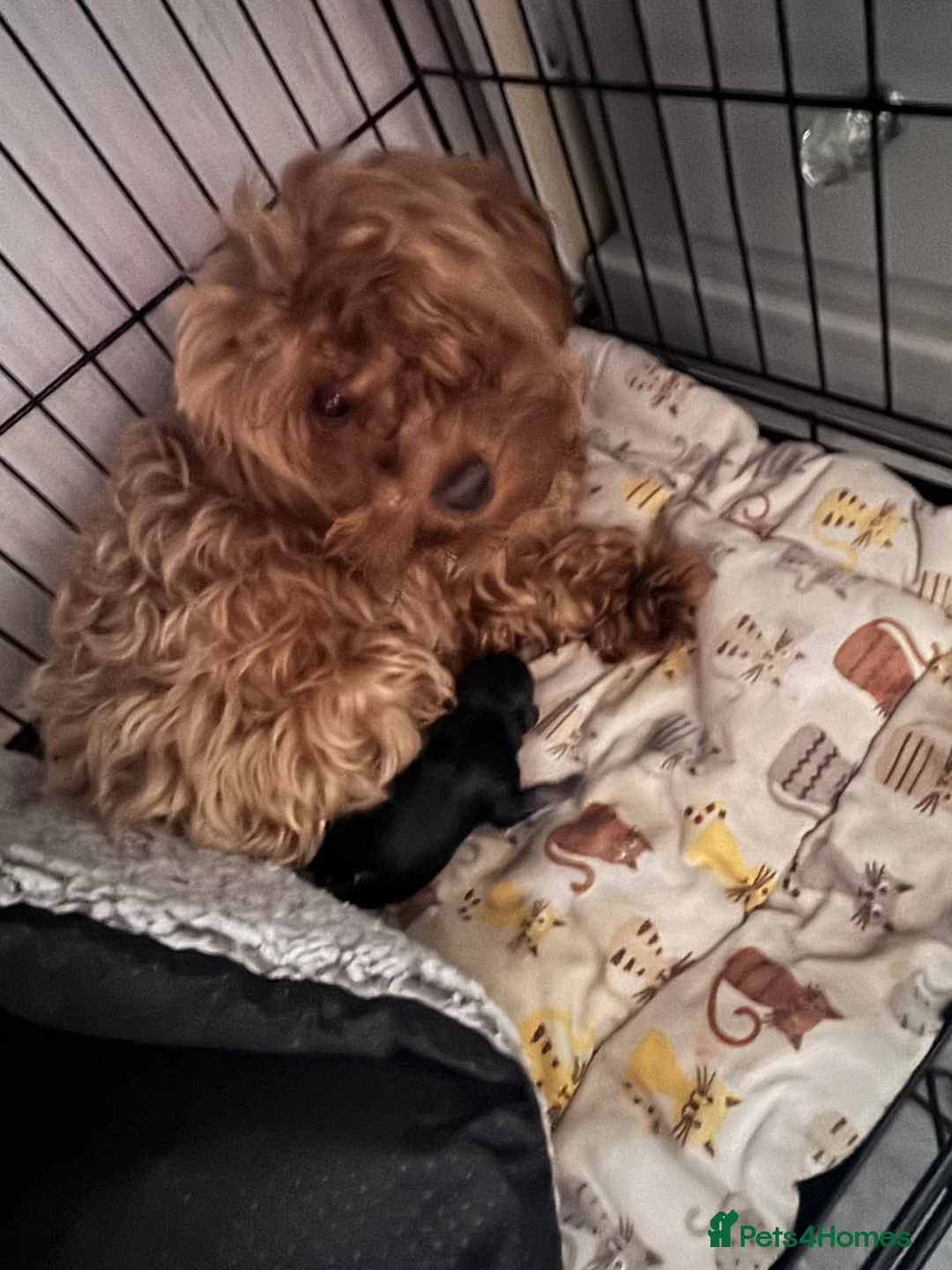 Doxiepoo dogs for sale: Beautiful doxipoo baby’s  - Advert 2