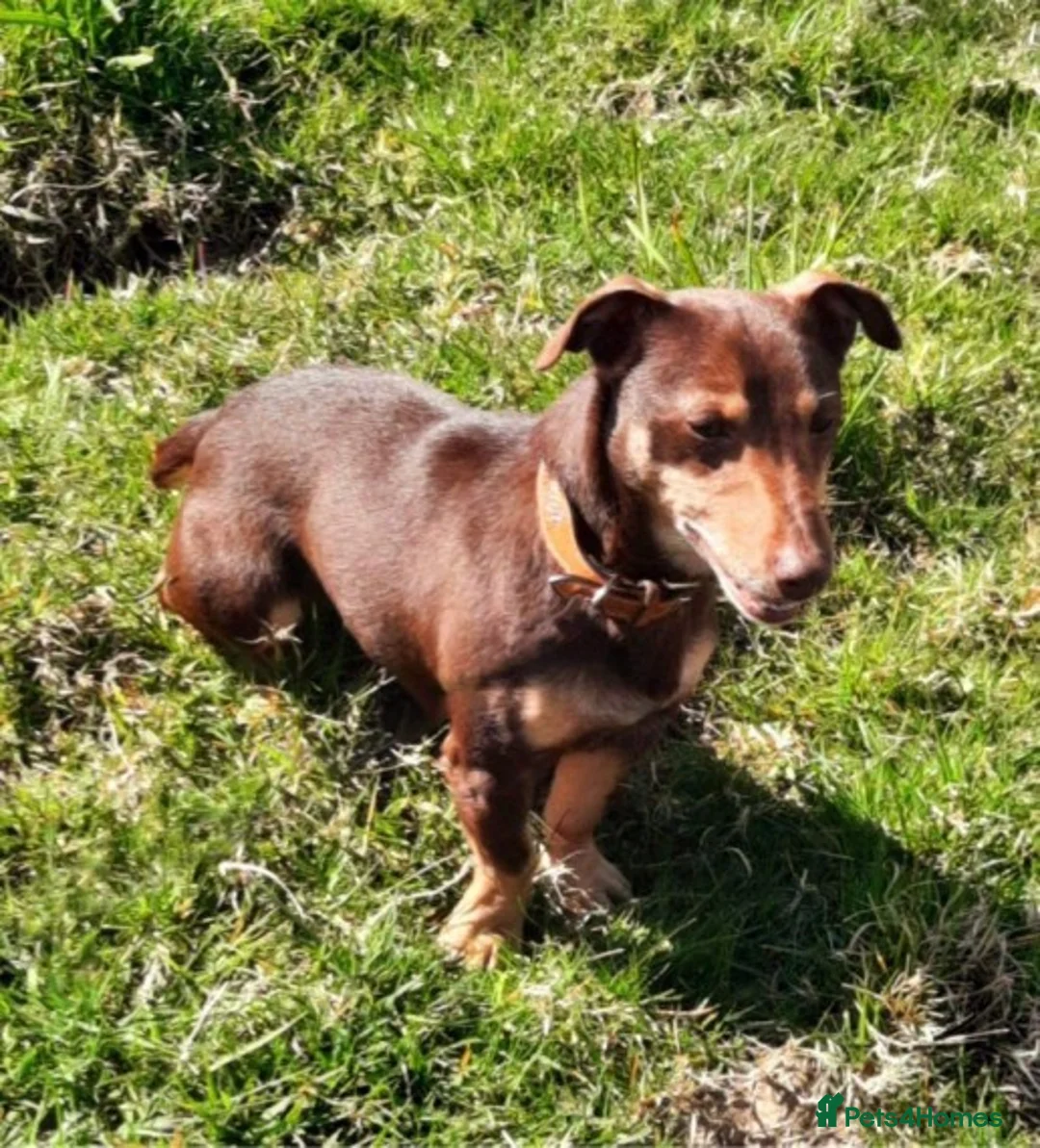 Jack Russell dogs for stud: Quality chocolate and tan miniature jack russell in Glossop - Advert 2