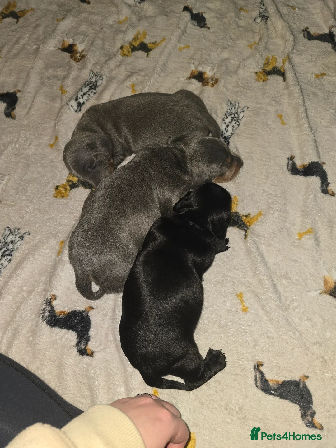 Miniature Dachshund dogs for sale:  Miniature Dachshund boys  - Advert 5