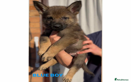 German Shepherd dogs for sale: Czech line German shepherds  - Image 10