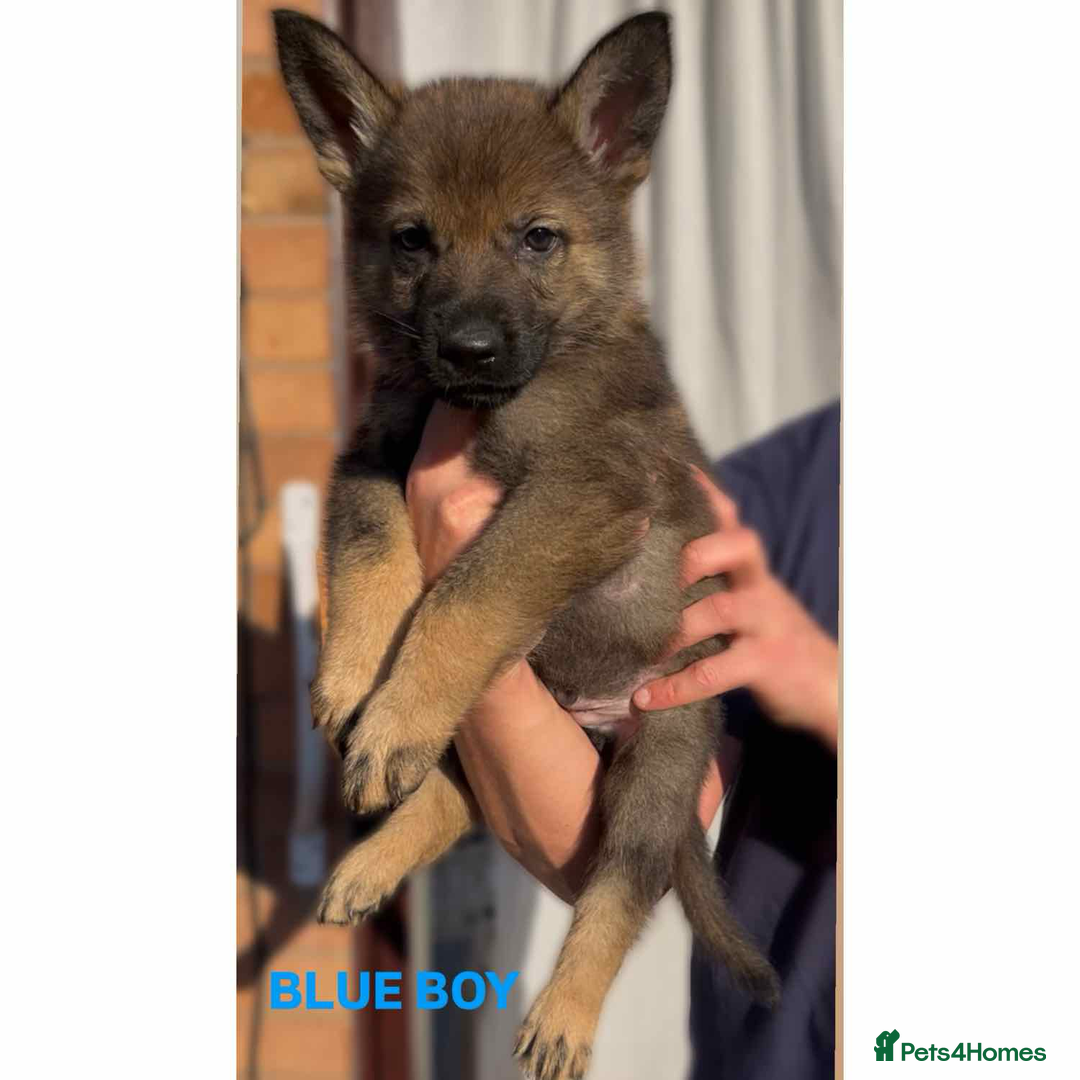 German Shepherd dogs for sale: Czech line German shepherds  - Image 10