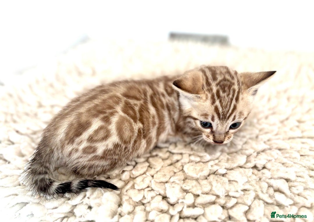 Bengal cats for sale: Seal mink snow & charcoal seal bengal  - Image 4