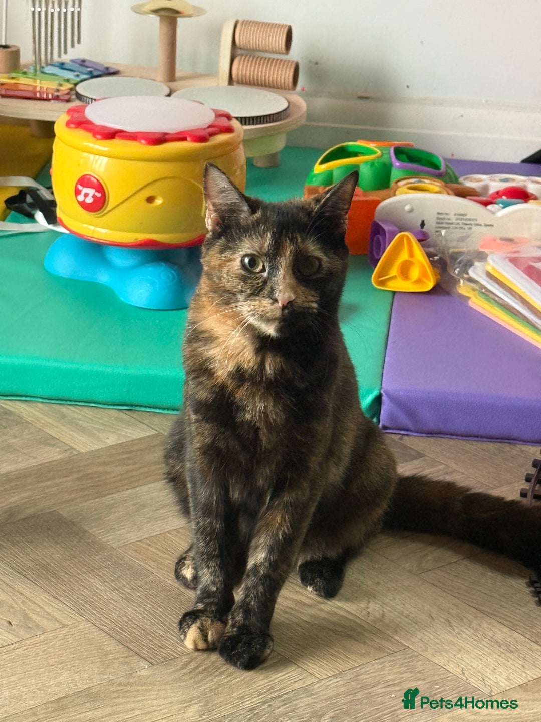 Mixed Breed cats for sale: meet Wotsit and Marmite - Advert 6