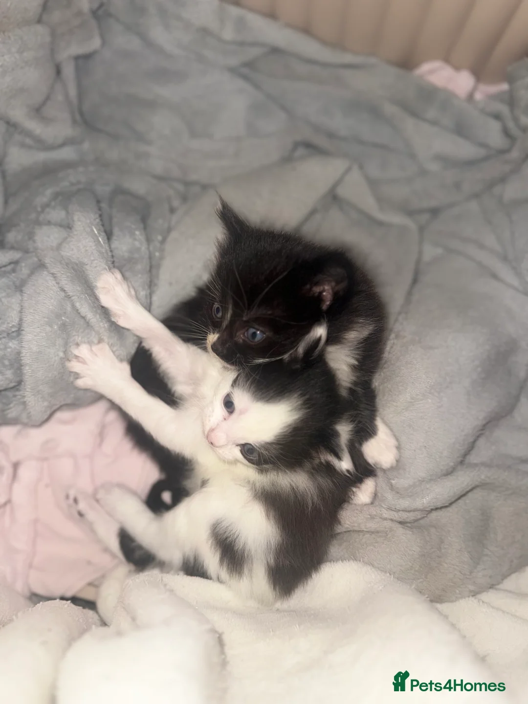 Ragdoll cats for sale: Ragdoll cross kittens  - Advert 2