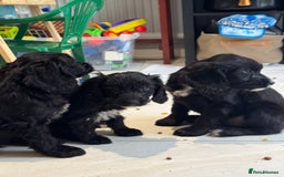 Sproodle dogs for sale: Beautiful Sproodle pups  - Image 6