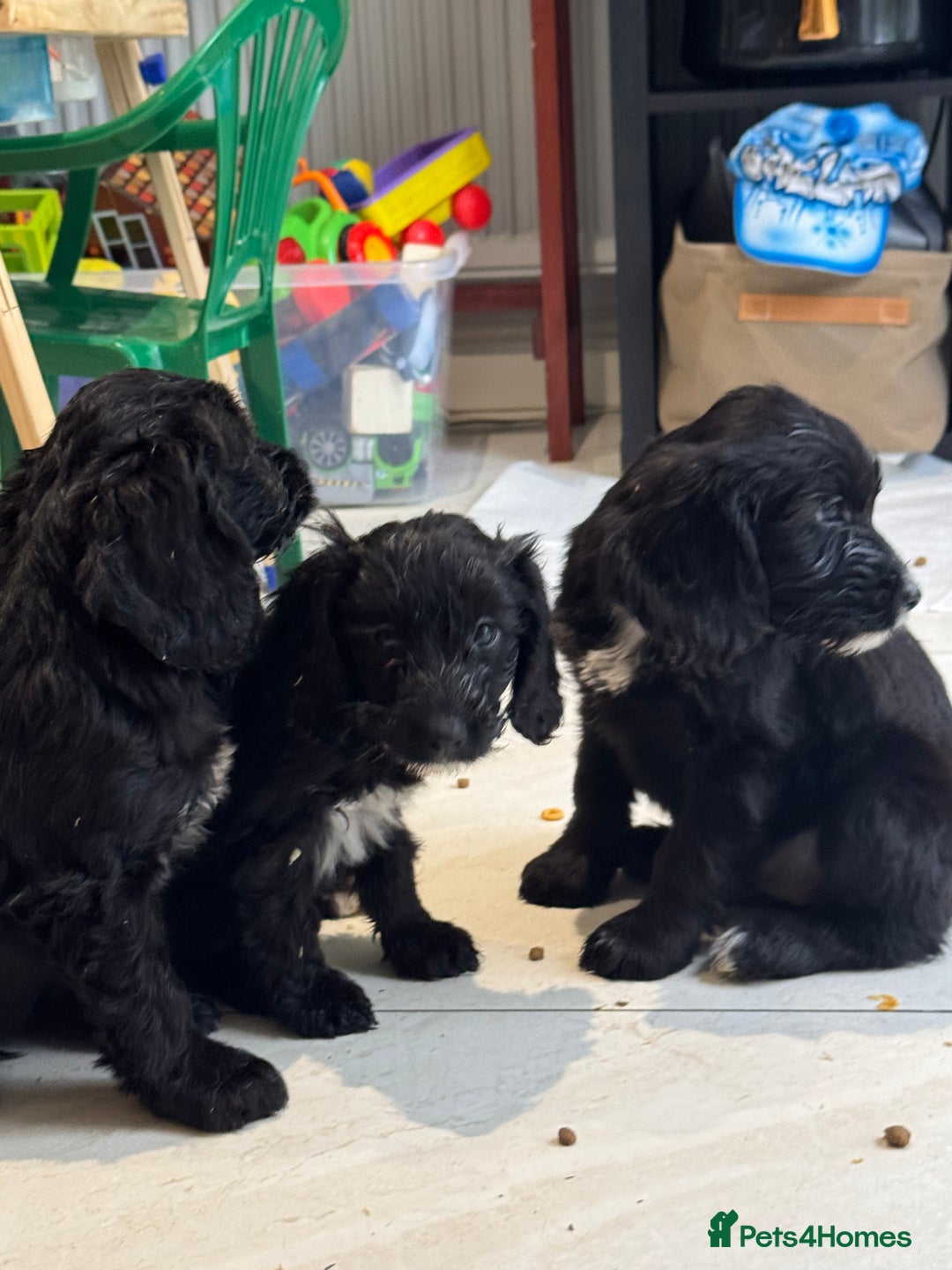 Sproodle dogs for sale: Beautiful Sproodle pups  - Image 6