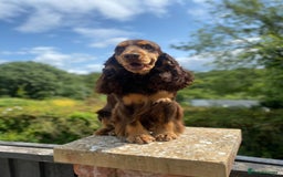 Cocker Spaniel dogs for stud: TRUE TO TYPE- Chocolate & Tan Show Cocker Spaniel in Holywell - Image 2