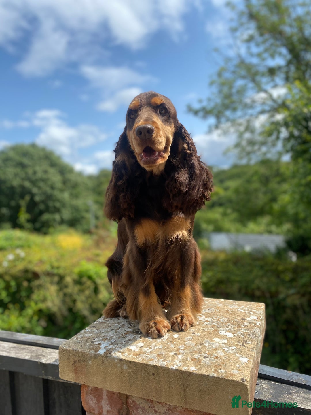 Cocker Spaniel dogs for stud: TRUE TO TYPE- Chocolate & Tan Show Cocker Spaniel in Holywell - Image 2