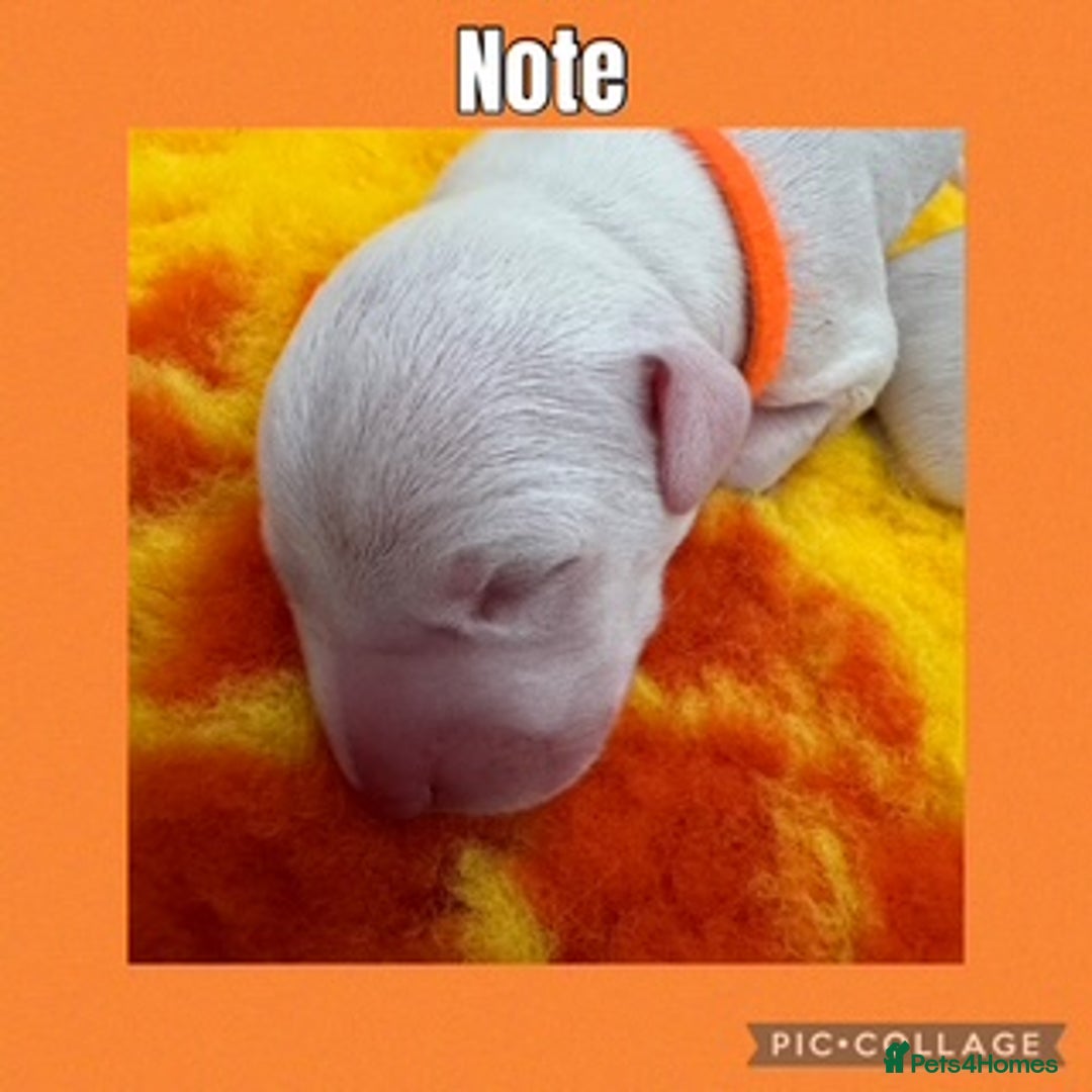 Dalmatian dogs for sale: Tamilanda Dalmatian's  - Image 15