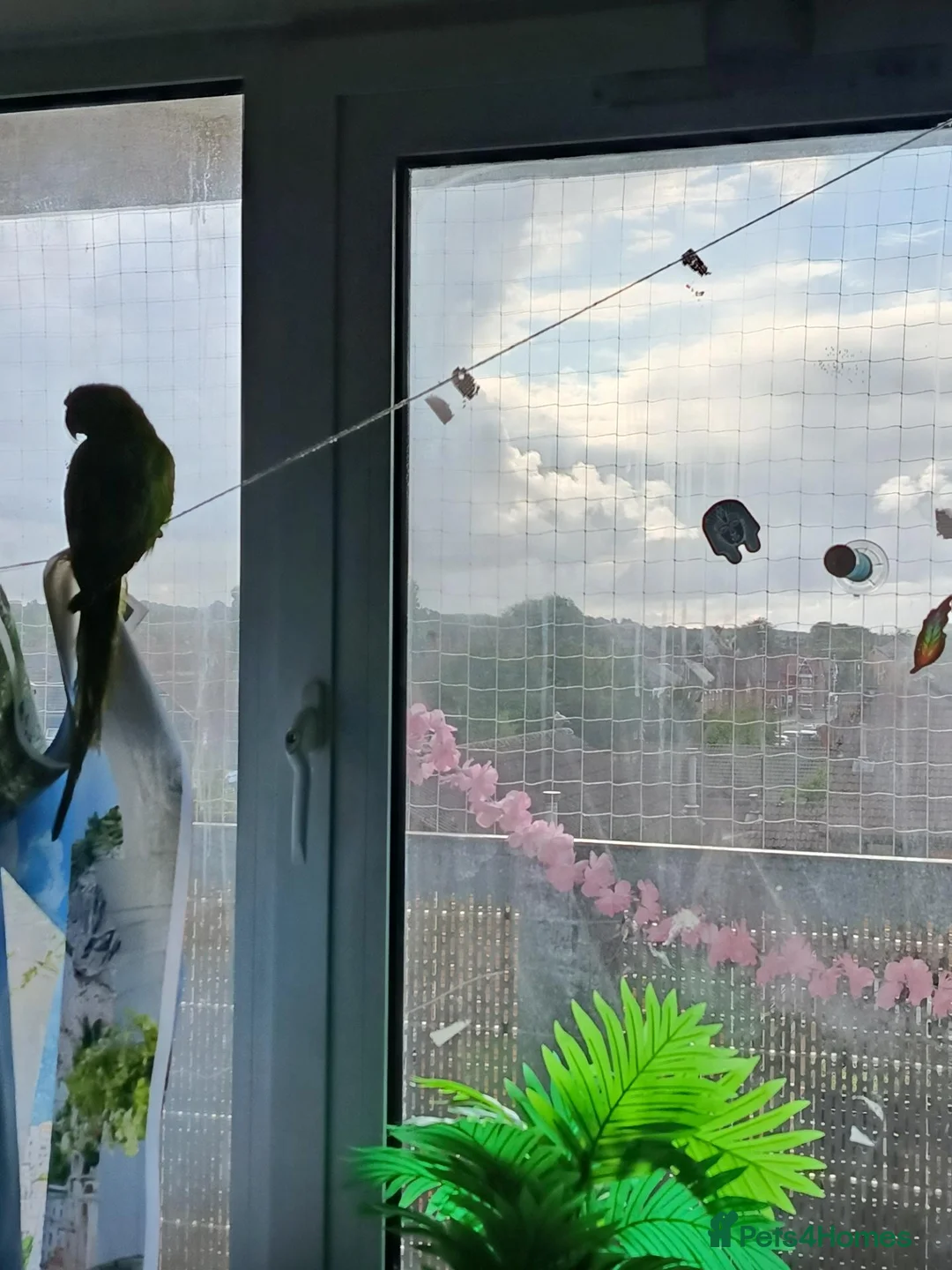 Ringnecks birds for sale: Ringneck parrot 5 months old friendly but not in Birkenhead - Advert 1