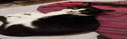 Domestic Shorthair cats for sale: Black and White male cat - Advert 3