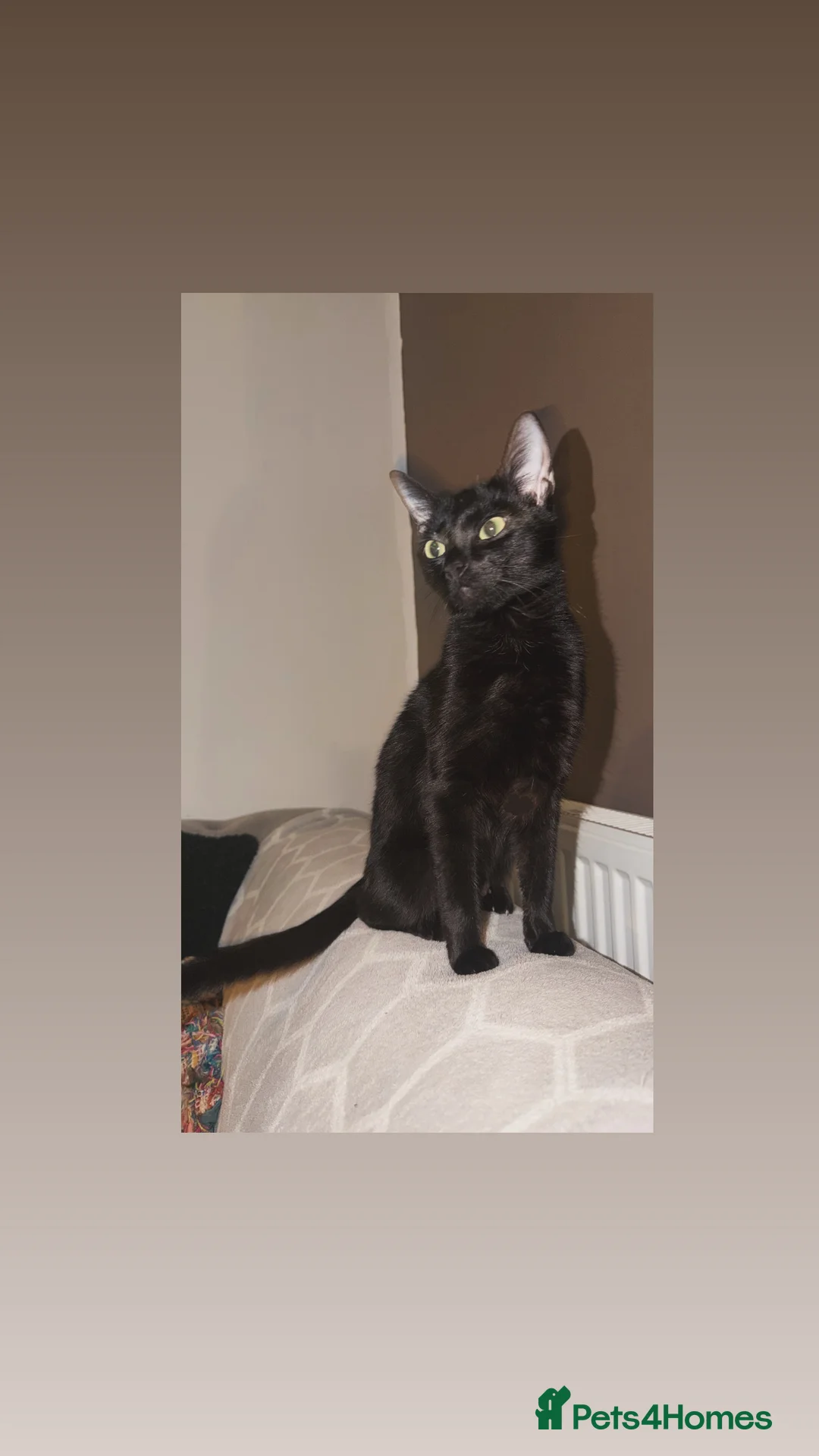 Mixed Breed cats for sale: Kittens - Advert 7