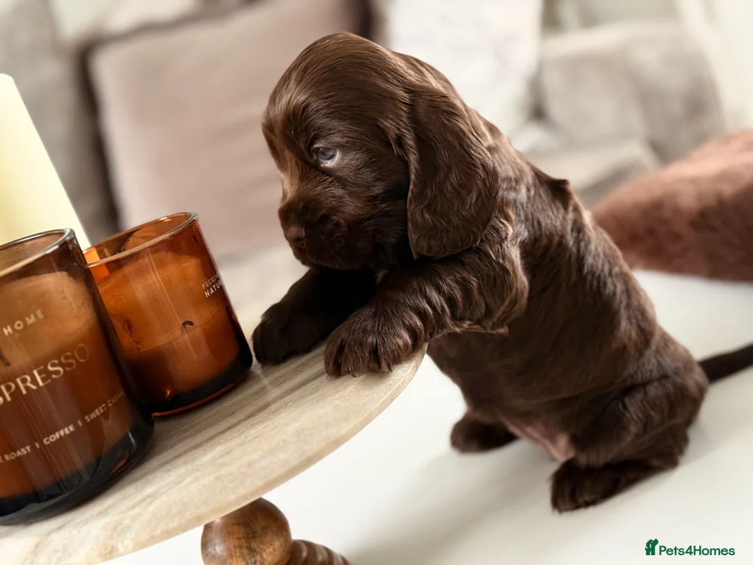 Cocker Spaniel dogs for sale: Show cocker spaniels  - Advert 11