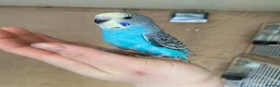Budgerigars birds for sale: Hand tame baby budgies available  - Advert 5