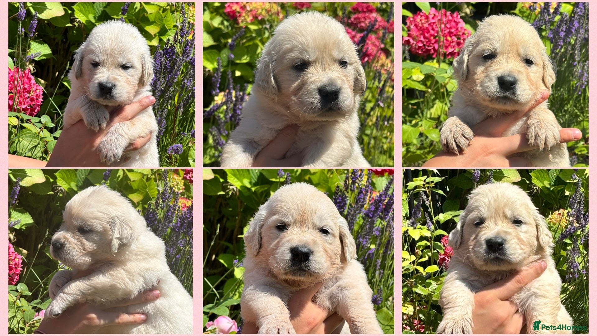 Golden Retriever dogs Stunning Cream, KC reg, health tested Puppies - Advert 1
