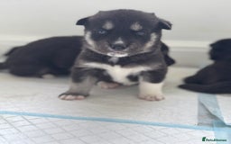 Siberian Husky dogs for sale: Beautiful Chunky Siberian Husky Puppies  - Image 16