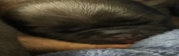 Pug dogs for sale: Beautiful Home-Reared Pug Puppies  Ready 25th June - Advert 15