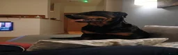 Rottweiler dogs for sale: Chunky Rottweiler puppies 🐶  - Advert 3