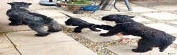 Kerry Blue Terrier dogs for sale: Kerry blue terrier puppies - Advert 11