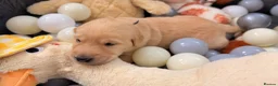 Goldador dogs for sale: Beautiful Goldador Puppies - Advert 9