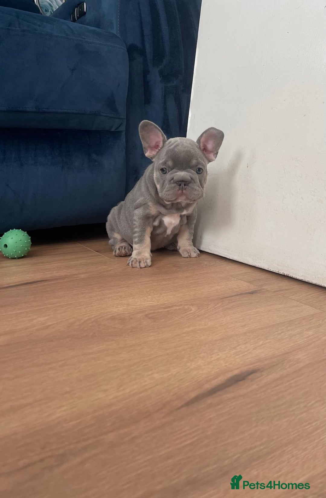 French Bulldog dogs for sale: beautiful frenchies - Image 38