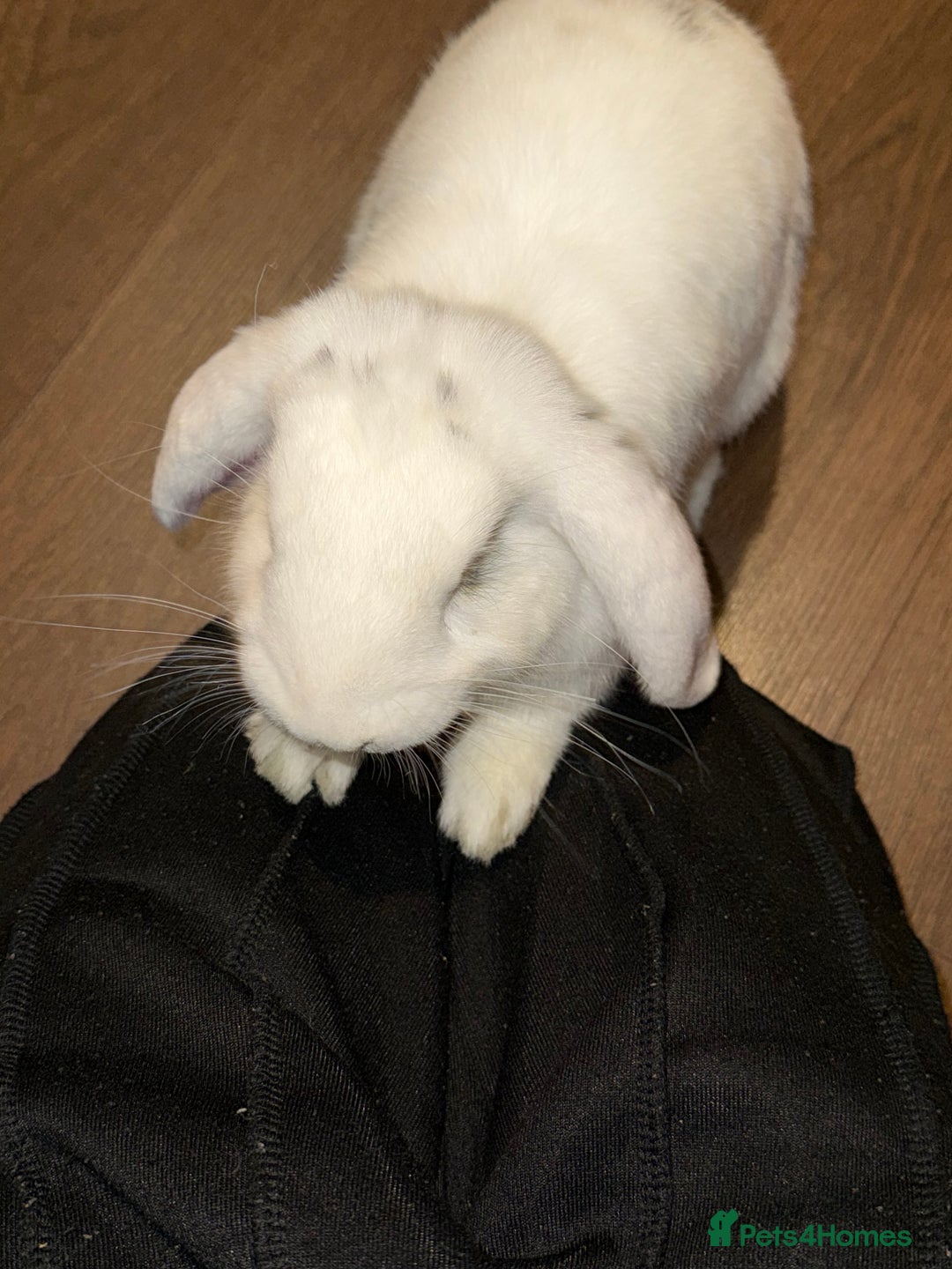 Mixed Breed rabbits for sale: Her name is Lola  - Advert 3