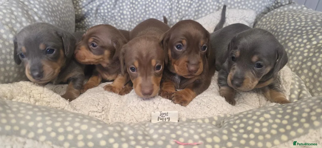 Miniature Dachshund dogs for sale: Adorable KC Registered Miniature Dachshund Puppies - Advert 1
