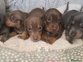 Miniature Dachshund dogs Adorable KC Registered Miniature Dachshund Puppies - Advert 1