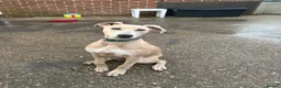 Mixed Breed dogs for sale: Saluki x Staffordshire Bull Terrier Puppy - Advert 3