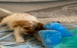 Cockapoo dogs for sale: Beautiful f1 cocker poo one boy one girl left - Image 10