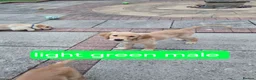 Golden Retriever dogs for sale: Beautiful golden retrivers - Advert 13
