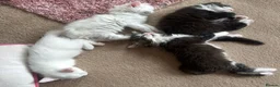 Turkish Angora cats for sale: Turkish angora kittens  - Advert 5