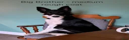 Border Collie dogs for sale: Border Collie Pups - Advert 16