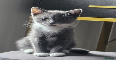 Turkish Angora cats Beautiful Kittens Looking for Their Forever Homes - Advert 2