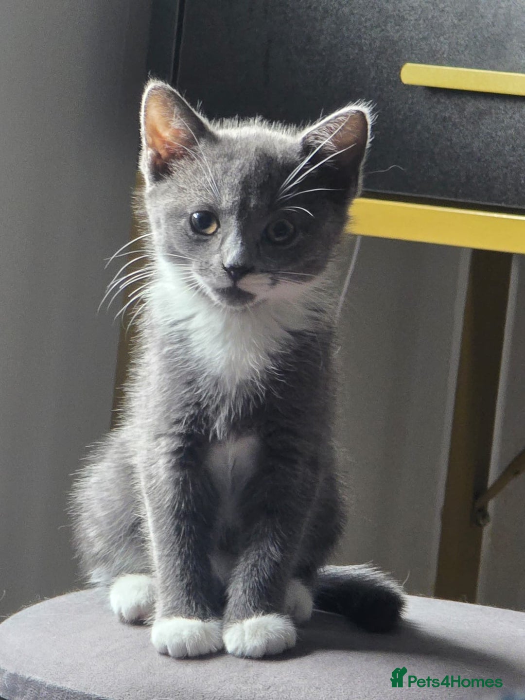 Turkish Angora cats for sale: Beautiful Kittens Looking for Their Forever Homes - Advert 2