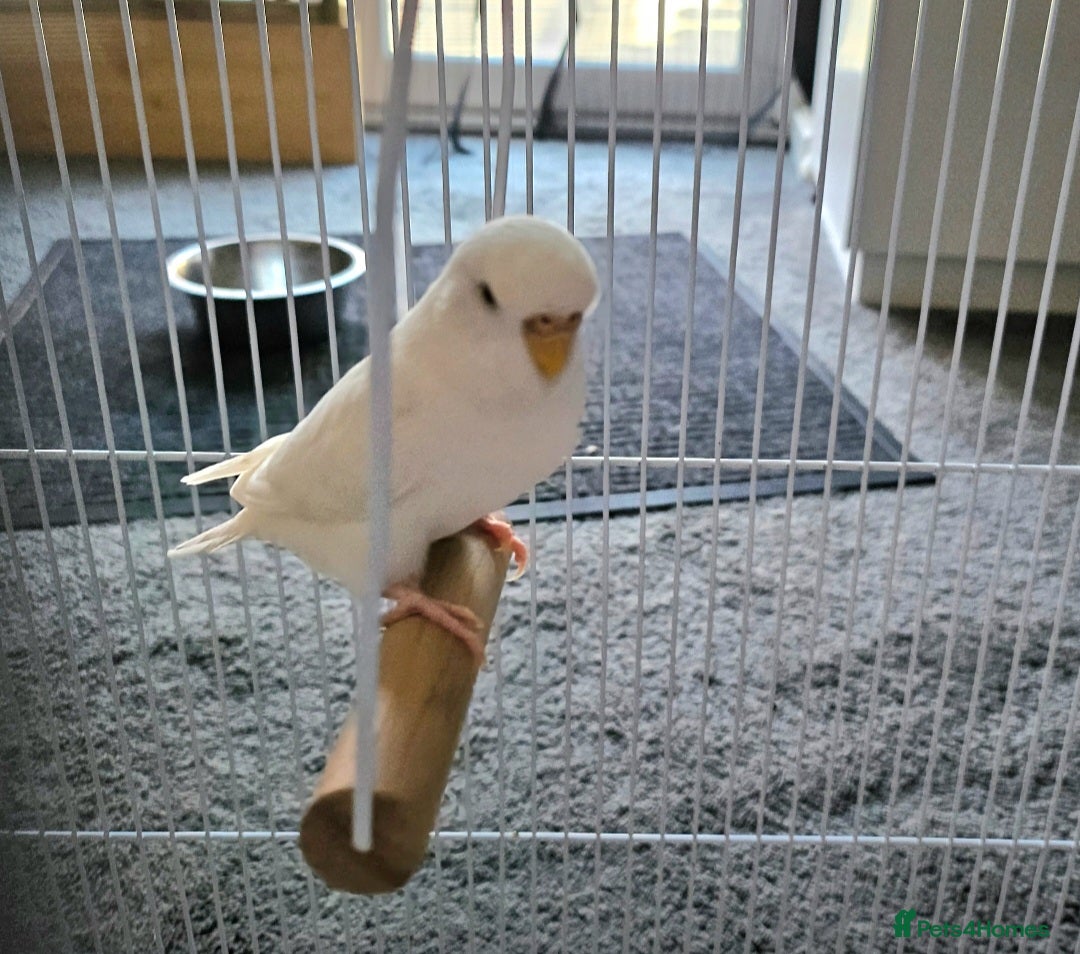 Budgerigars birds for sale: Bonded pair of budgies, 8 months old, male&female  - Image 5