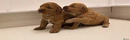 Double Doodle dogs for sale: Two Beautiful Double Doodle Puppies – Boy & Girl - Advert 7
