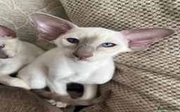Siamese cats for sale: Gorgeous New Style Siamese kittens GCCF - Image 8